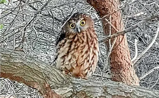  ?? RACHAEL DOHERTY ?? A little owl (Athene noctua) spent about an hour in the branches of a tree in the Doherty family’s garden in Blenheim.