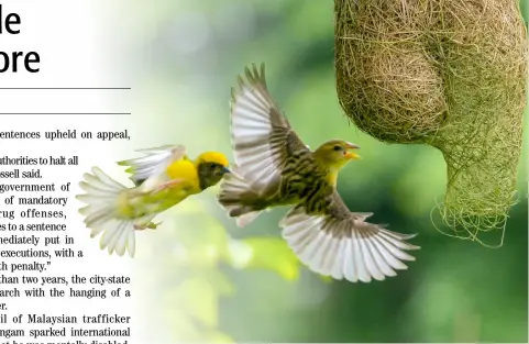  ?? INDRANIL MUKHERJEE/AGENCE FRANCE-PRESSE ?? BAYA Weavers, native birds across the Indian subcontine­nt and Southeast Asia, fly while building nests at a park in Navi Mumbai.