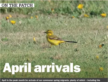  ?? ?? April is the peak month for arrivals of our commoner spring migrants, plenty of which – including the delightful Yellow Wagtail – will bring a welcome splash of colour after a long winter. ON THE PATCH