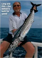  ??  ?? Long and thin – the wahoo is built for speed