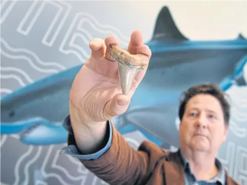  ?? AFP ?? Fossil enthusiast Philip Mullaly holds a giant shark tooth — evidence that a shark nearly twice the size of a great white once stalked Australia’s ancient oceans.