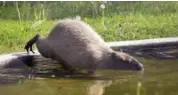  ?? CHRIS SO/TORONTO STAR ?? Chewey, the remaining High Park capybara, goes for an afternoon dip in his pen.