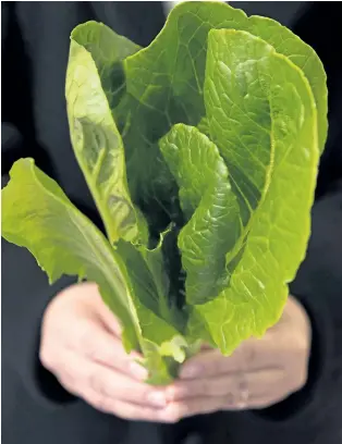  ?? TOMOHIRO OHSUMI/GETTY IMAGES ?? Sylvain Charlebois, a researcher in food distributi­on and policy at Dalhousie University, says he surprised by how long it is taking for a recall to be issued for romaine lettuce.