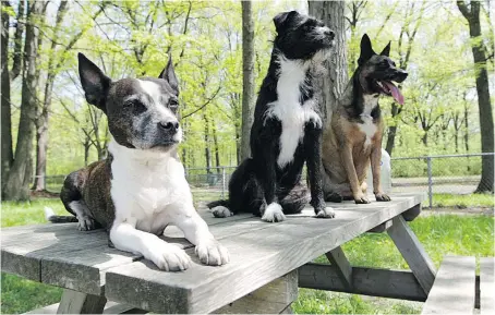  ?? PHOTOS: DONALD MCARTHUR ?? Harley, left, and her offspring Mindy and Qeeva relax at the Memorial Park dog park Thursday. Harley is the 11th-most popular dog name in Windsor but Queeva, Swahili for gentle soul and protector, is unique.