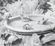  ??  ?? Five finches make this bird bath a ‘Finch Riviera.’