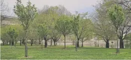  ?? SUN-TIMES STAFF ?? Cherry trees sprout leaves but no blossoms Thursday in Jackson Park.