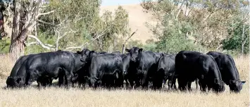 ?? ?? The 2022 group of Kelly Angus Bulls for sale.