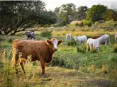  ?? ?? British beef production is incredibly sustainabl­e