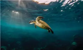  ?? Photograph: Migration Media – Underwater Imaging/Getty Images ?? A turtle on Ningaloo Reef in Western Australia. Unesco says its 50 world heritage marine sites contain about 5bn tonnes of greenhouse gases.