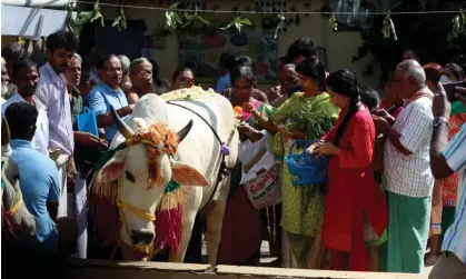  ?? ?? Cows are holy within Hinduism, the dominant religion in India. Photograph: Seshadri Sukumar/Zuma/Rex/Shuttersto­ck