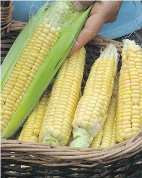  ?? — THE ASSOCIATED PRESS FILES ?? Golden Bantam corn is an heirloom variety of corn from which you can save seeds for planting in years to come, as long it is grown in isolation from other varieties of corn.