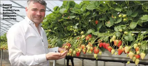  ??  ?? Eamonn Crean at Greenhill Farm, Ballinavar­y, Davidstown, Enniscorth­y.