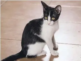  ??  ?? Die kleine Dunia sucht dringend ein richtiges Zuhause. Zur Adoption von Dunia oder einer anderen Katze ist das Tierheim Aldea Felina in Dénia sonntags 10 bis 12 Uhr geöffnet. Oder es kann ein Termin vereinbart werden unter 686 199 322.