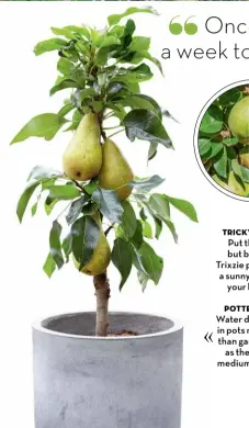  ??  ?? POTTED PEARS
Water dwarf pears in pots more oen than garden trees as the growing medium dries out.