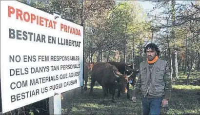  ?? MERCÈ GILI ?? El ramader Ramon Sala va haver de sacrificar una de les seves vaques per evitar mals pitjors