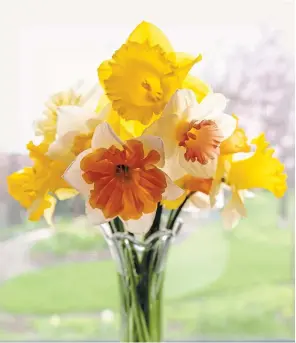  ??  ?? The perfect tonic for a rainy morning, a mixed bouquet of daffodils brightens the kitchen windowsill — the fragrance is delightful.