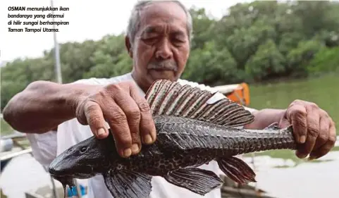  ??  ?? OSMAN menunjukka­n ikan bandaraya yang ditemui di hilir sungai berhampira­n Taman Tampoi Utama.
