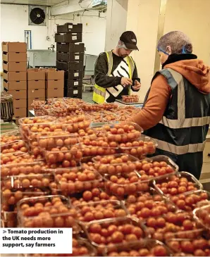  ?? ?? > Tomato production in the UK needs more support, say farmers