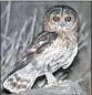  ??  ?? DISCOVERY: The Omani Owl was tracked by Magnus Robb.