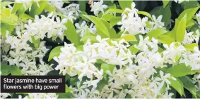  ??  ?? Star jasmine have small flowers with big power