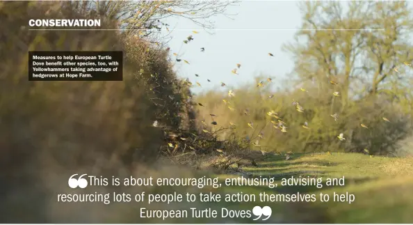  ??  ?? Measures to help European Turtle Dove benefit other species, too, with Yellowhamm­ers taking advantage of hedgerows at Hope Farm.