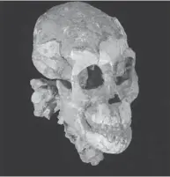  ?? ZERESENAY ALEMSEGED, UNIVERSITY OF CHICAGO ?? Selam’s skull after being re-created by researcher­s.