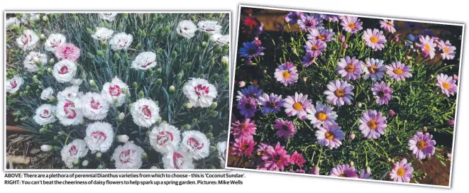  ?? ?? ABOVE: There are a plethora of perennial Dianthus varieties from which to choose – this is ‘Coconut Sundae’. RIGHT: You can’t beat the cheeriness of daisy flowers to help spark up a spring garden. Pictures: Mike Wells