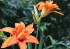  ?? MEDIANEWS GROUP FILE PHOTO ?? Bright, colorful flowers have water droplets on the petals after a rain shower. The flowers were planted at a Pottstown residence and were entered in the Home Garden Contest.