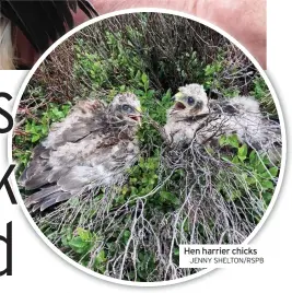  ?? JENNY SHELTON/RSPB ?? Hen harrier chicks