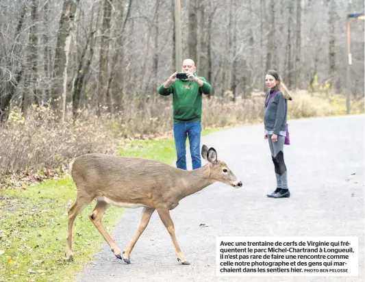  ?? PHOTO BEN PELOSSE ?? Avec une trentaine de cerfs de Virginie qui fréquenten­t le parc Michel-Chartrand à Longueuil, il n’est pas rare de faire une rencontre comme celle notre photograph­e et des gens qui marchaient dans les sentiers hier.