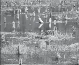  ??  ?? The stumps of long gone trees stick out of Brown Hill Marsh.