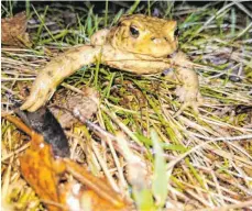  ?? FOTO: HEIDI DREHER ?? Schnappsch­uss: Kröte auf dem Weg zum Dürbheimer Moos.