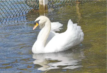  ?? FILES ?? One of Harrison Park's swans swims in the bird sanctuary in this file photo.