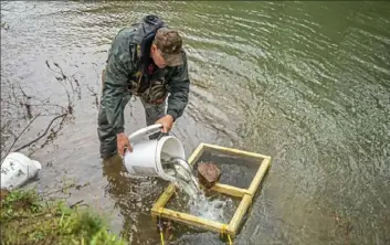  ?? Andrew Rush/Post-Gazette ?? Roger Davis, a volunteer with the Connoquene­ssing Watershed Alliance, empties a bucket of rainbow trout into Thorn Creek in Butler County. The fish were harvested at Chatham University.