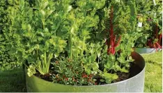  ?? Fotos: Cathrin Weihermann/Peter Herzig ?? Viele Salat und Kohlsorten gedeihen wunderbar im Kübel oder Hochbeet und lassen sich noch spät im Jahr ernten.