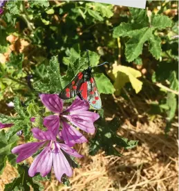  ??  ?? Besides the flowers and fruit, the orchard and community garden are providing something much more important – a new, wild habitat for insects