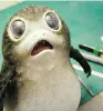  ??  ?? Porg