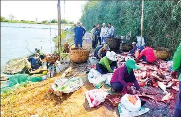  ?? CAA ?? A fish farm in Kandal province in January.