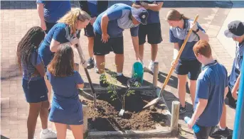  ??  ?? FROM LITTLE THINGS: A Pimlico State High School Year 11 class is planting more than 40 trees.