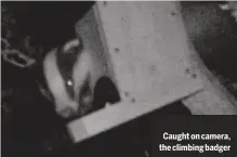  ??  ?? Caught on camera, the climbing badger