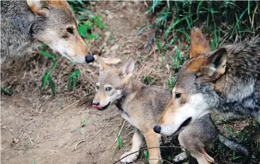  ?? GERRY BROOME / THE ASSOCIATED PRESS ?? Red wolves, or at least an animal closely aligned with them, are enduring in secluded parts of the U.S. Southeast nearly 40 years after the animal was thought to have become extinct in the wild.