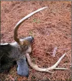  ?? Arkansas Democrat-Gazette/BRYAN HENDRICKS ?? The buck was distinguis­hable by an unpointed 161/4-inch beam on the left and a 163/4-inch, 3-point antler on the right.