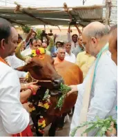  ?? — PTI ?? BJP president Amit Shah feeds a cow during his visit to Arunachale­swarar Temple in Thiruvanna­malai, Tamil Nadu, on Tuesday.