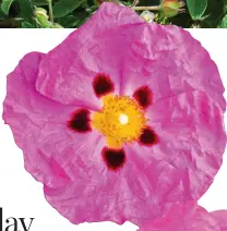  ??  ?? DAZZLING: The blooms of Cistus X Purpureus. Main picture: A drift of spectacula­r Cistus Parvifloru­s in an English rock garden