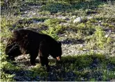  ?? Foto: stefaN luNdberg ?? En av orsakerna till att många använder björnsprej.