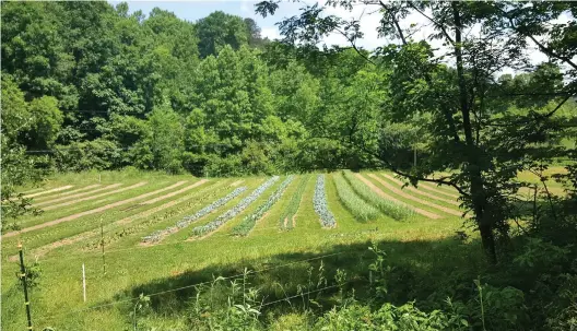  ??  ?? The author’s former market garden. Metre-wide beds were cut into an establishe­d cover of grasses, legumes and forbs for the market gardens. Traffic strips around and between the beds were mown, using the grass and clover clippings as fresh livestock feed or as mulch.