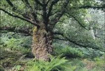  ?? ?? Camusnagau­l’s Pollarded Oak.