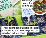  ??  ?? There is enough nutrients in seed compost to start seedlings without needing extra fertiliser