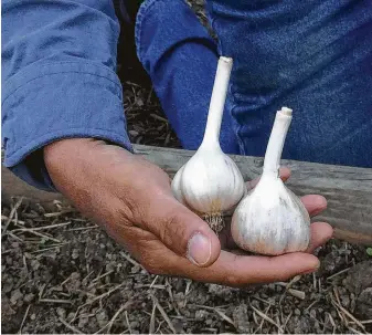  ?? Adrian Higgins / Washington Post ?? Tony Sarmiento displays garlic bulbs that are ready for separating and planting.