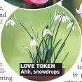  ??  ?? LOVE TOKEN Ahh, snowdrops